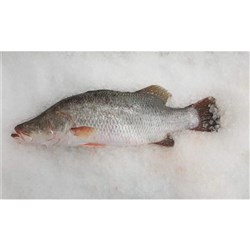 Whole Barramundi 3-5kg 