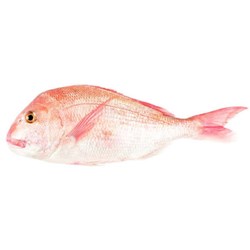 Whole Pink Snapper 