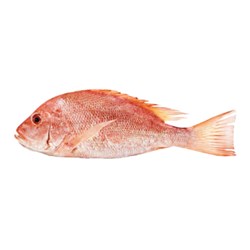Whole Saddletail Snapper 