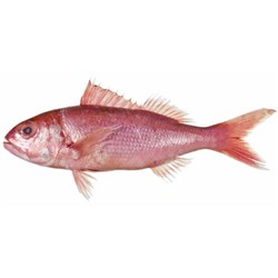 Whole Ruby Snapper 