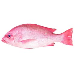 Whole Crimson Snapper 