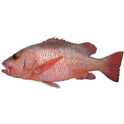 Whole Mangrove Jack  