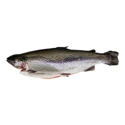 Whole Ocean Trout 