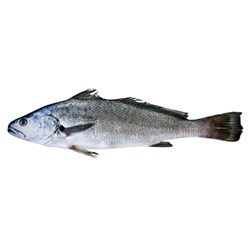 Whole Mulloway 