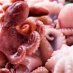Octopus Baby 16/20 IQF 1kg 