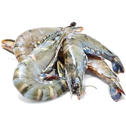 Prawn Whole Raw Tiger U/15 5kg Local