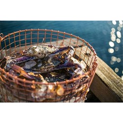 Whole Raw Crab Frozen 12kg Blue Swimmer