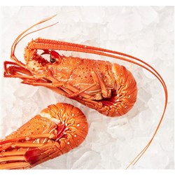 Lobster Whole Steamed A Grade 10kg  (22 per carton)