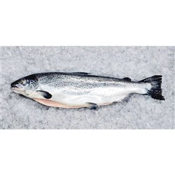 Whole Atlantic Salmon Scaled  