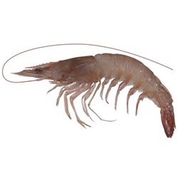 Prawn Whole Raw Endeavour UG 5kg 
