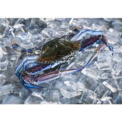 Whole Raw Crab Frozen 5kg Blue Swimmer