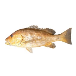 Whole Golden Snapper  