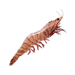 Prawn Whole Raw Tiger 6/8  3kg