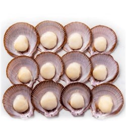 Scallops 1/2 Shell Large 8 Doz BIL Shark Bay