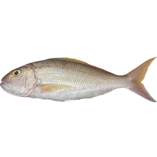 Whole Goldband Snapper 