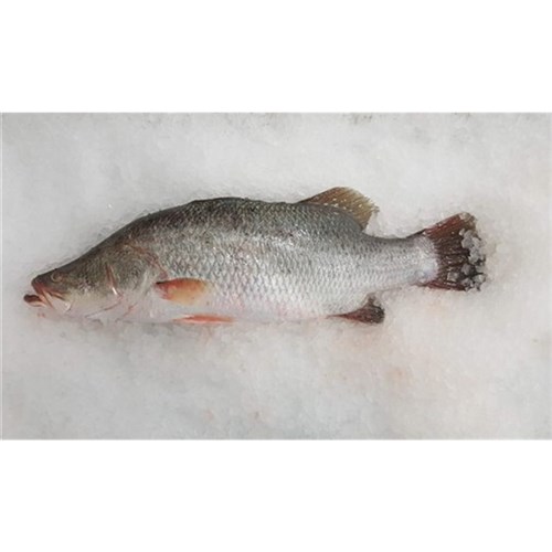 Whole Barramundi 3-5kg 