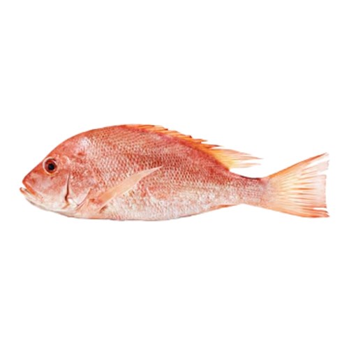 Whole Saddletail Snapper 