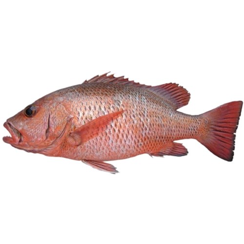 Whole Mangrove Jack  