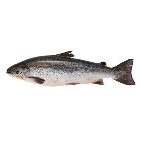 Whole Atlantic Salmon 