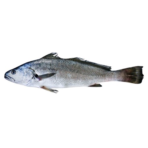 Whole Mulloway 