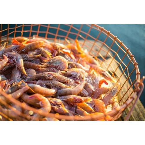 Prawn Whole Raw Coral 5kg 