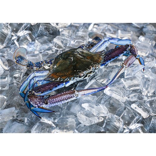 Whole Raw Crab Frozen 5kg Blue Swimmer