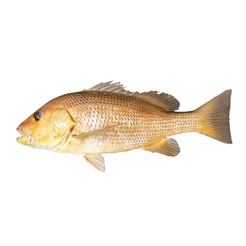 Whole Golden Snapper  
